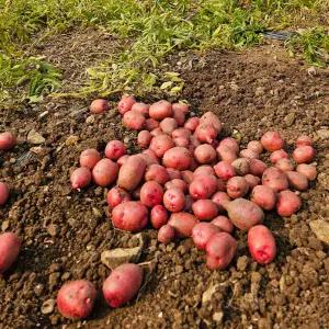 [밋앤밀] 산지직송 남해 햇 홍감자 3kg(특/대)