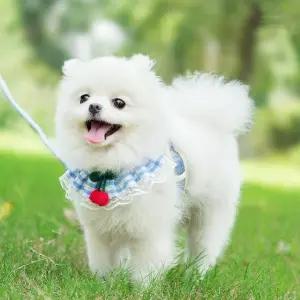 반려동물 하네스 리드줄 강아지 외출용품 산책줄 개목줄 가슴줄 (WFK5N33)