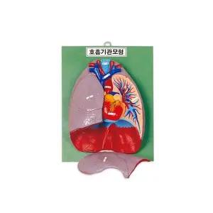 [유앤아이사이언스]호흡기관모형
