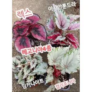 렉스베고니아4종시리즈아시안툰드라렉스잉카나이트캘리포니아 아름답고 멋진 식물 중 하나