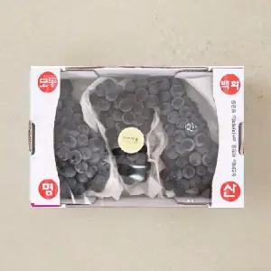 [프리미엄] 모동 백화명산 캠벨 포도 1.5kg 박스