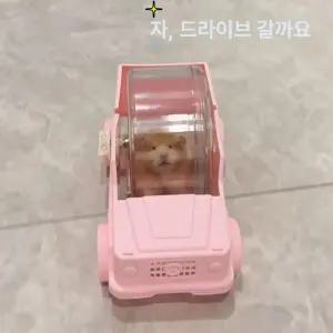 햄스터자동차 쳇바퀴 햄스터 장난감
