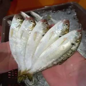 국내산 생물 전어 500g 1kg 구이용 횟감용 필렛 세꼬시 회 무침 제철 생선 술안주