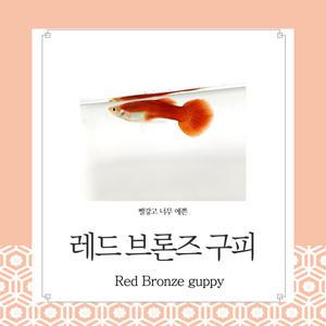 레드브론즈 구피 빨갛고 예쁜 저렴한 고정구피 관상용 열대어 어항 수족관 생먹이자루