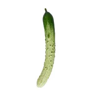 백오이 (개)