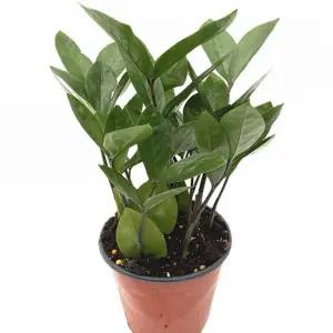 (금전수)(약28cm) 실내 화초/공기/정화/식물/나무/화분/묘목/꽃화초/모종/꽃나무/재배/키우기/기르기/거실