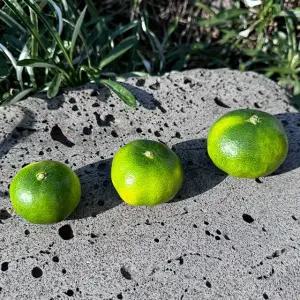 제주 그린향 극조생 감귤 1.5kg 소과 2S
