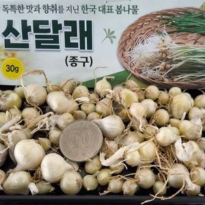 달래씨앗 30g 여러해살이 구근 종구 봄나물 종자