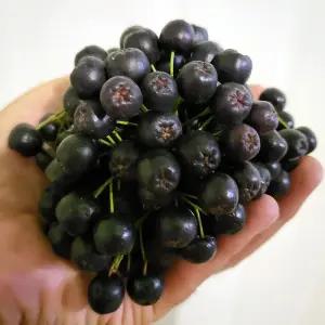 특품 슈퍼푸드 고창 아로니아 2.5kg 줄기제거 생 아로니아 생과 냉동 아로니아 열매