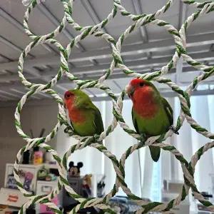 [콩심팥심]사다리 앵무새 그물 버드링 28구 장난감