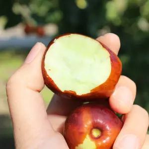 (예약) 햇 보은 황토 생대추 1kg (28mm/30mm) 선물포장