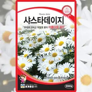 세계종묘 샤스타데이지 씨앗 2000립 다년생 데이지 꽃씨 종자