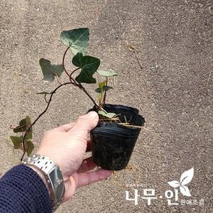 [기타][나무인] 아이비 송악덩굴 포트묘 10개