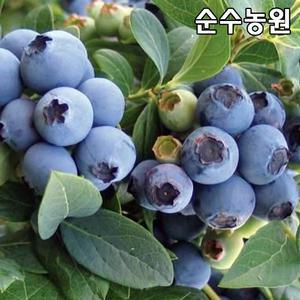 블루베리나무 묘목, 블루크롭 7치화분(결실주)/유실수/과실수
