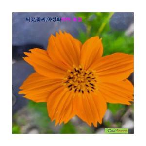 희귀씨앗 황색코스모스 씨앗 3g / 주황색 꽃이 아름다운