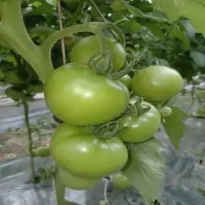 소양강 토마토 5kg 못난이/쥬스용/정품/크기 4~5번과 소과
