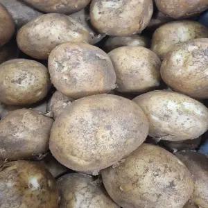 국내산 감자 햇감자 수미감자(대) 1box 10kg