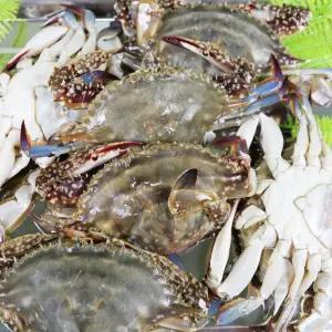 연평도 활꽃게 제철 숫꽃게 생물 가을 톱밥 꽃게 1kg(3~6미)