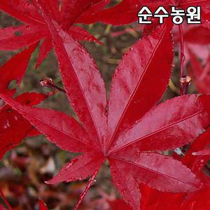 사계접목홍단풍나무 묘목, 블러드굿 R2cm(분)/조경수/공원수