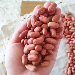 [산지직송] 남한강일대 좋은땅에서 자란! 25년 햇 여주 생땅콩 300g