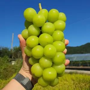킹콩브릭스 김천 샤인머스켓 2kg 3수 고당도 씨없는 망고포도 선물세트