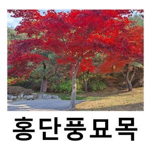 홍단풍나무 묘목 실생4년 키100-120cm 분
