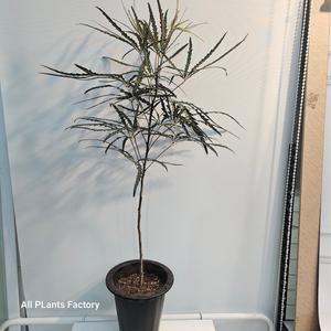 아라리오 아라리요 외목대 대품 반려식물 70-90cm 159