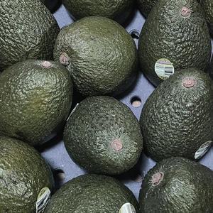 수입산 후숙 아보카도 5과
