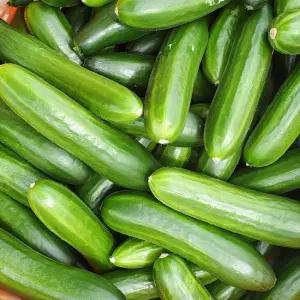 [엠픽] 농장직송 스낵처럼 즐기는 아삭아삭한 미니오이 2kg(35~40개)