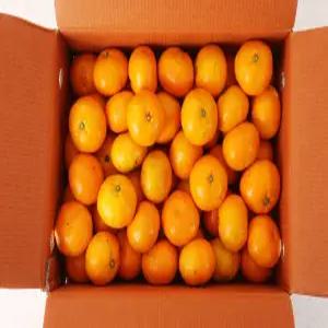 [추석행사] 제주 농장 극조생 노지 감귤 로얄과 5kg 10kg 제주도 귤