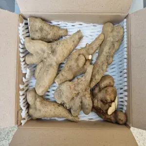 웰빙건강식품 국내산 마사토 안동마 안동 산마 (못난이) 1kg