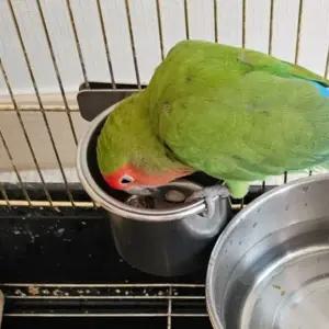 [콩심팥심]조류급식기 원형 소형 앵무새밥그릇