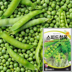 세계종묘 스피드청옥 완두콩씨앗 40g 조생종 완두콩씨 종자