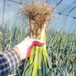 국산 깐대파 2kg