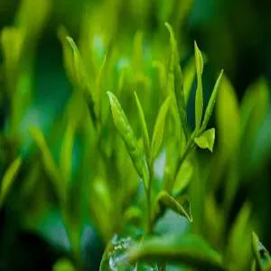 녹차 씨앗 우롱차 홍차 보이차 차씨앗 20알 green tea (ga)