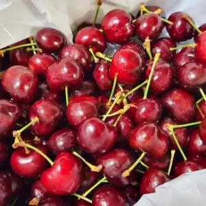 프리미엄 고당도 새콤달콤 생체리 1kg 특대 (9.5R)