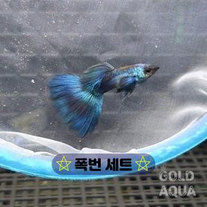 일렉트릭 모스크블루 구피 폭번세트 숫2+암6