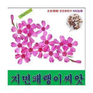 지면패랭이꽃 / 약 300립/ 꽃잔디 씨앗/지면패랭이씨앗//
