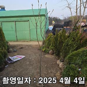 [나무생각]착한가격 나무생각 / 마가목나무 / R3 / 개화주