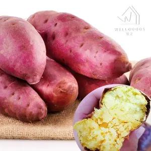 갤러리아 [웰굿] 퍽퍽한 스콘구마 25호 밤고구마 5kg(특,개당250-350g)