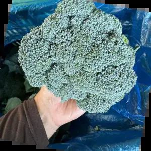 제주 브로콜리 못난이 /1kg