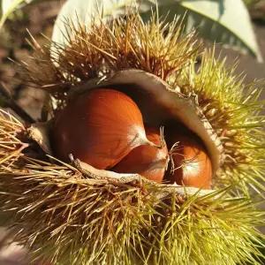 25년 햇밤 부여밤 2kg(중) 국내산 부여 공주 알밤 생밤 국산밤