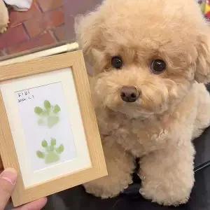 [콩심팥심]강아지 발도장 액자 발자국 고양이 반려견 반려묘