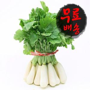 [산해식품] 알타리 1단 3kg내외 총각무 김치용