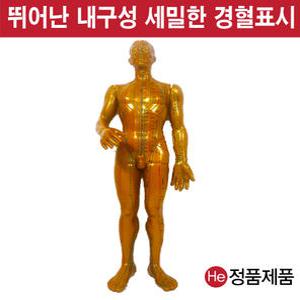 동인형 황금색남자 52cm TS8001ZY 경혈인형 수지침 혈자리 지압봉 요골 척골 인체해부도 고관절 인체모형