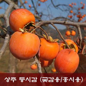 상주 둥시감 곶감용감 10kg / 곶감걸이포함/홍시용감/생감/단감/땡감/대봉감