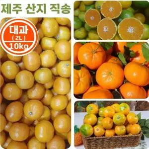 제주 산지 직배 고당도 노지 감귤 (대과 2L) 10kg/새콤달콤 극조생 귤 제철 과일