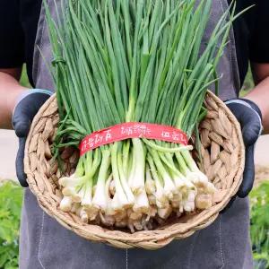 노지 햇 쪽파 깐쪽파 1kg 내외 1단