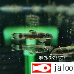 생먹이 자루  팬더 가라루파 2마리 청소물고기 관상용 너무 이뻐요