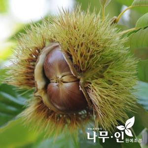 [나무인]밤나무묘목 대보/옥광/포르단 품종 2개